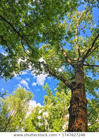 Foto stock: Countryside Woods As Rural Landscape Amazing Trees In Green Forest Nature And Environment