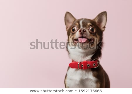 Stockfoto: Hungry Chihuahua