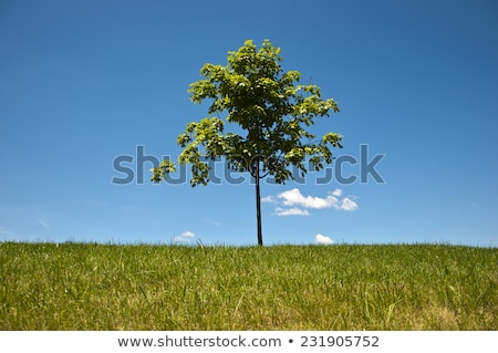 [[stock_photo]]: Grass Blades Against Blue Sky