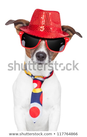 Сток-фото: Crazy Silly Funny Dog Hat Glasses Tie