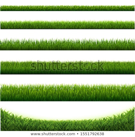 Wet Green Grass Isolated On White ストックフォト © barbaliss