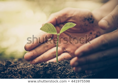 Stock fotó: Organic Agriculture Background Young Plants Growing