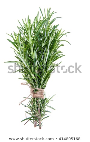 Zdjęcia stock: Twig Of Oregano On A White Background