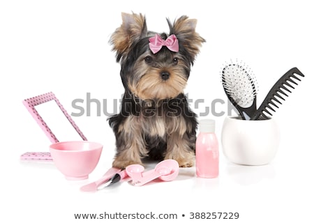 Stock photo: Grooming Yorkshire Terrier