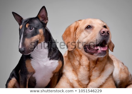 Foto d'archivio: Studio Shot Of An Adorable Bull Terrier And A Golden Retriever