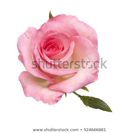 Foto stock: Bright Beautiful Pink Rose Bud Isolated On White