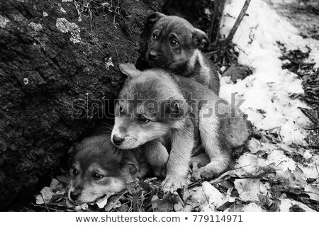 Сток-фото: Old Photo Of A Baby Outside