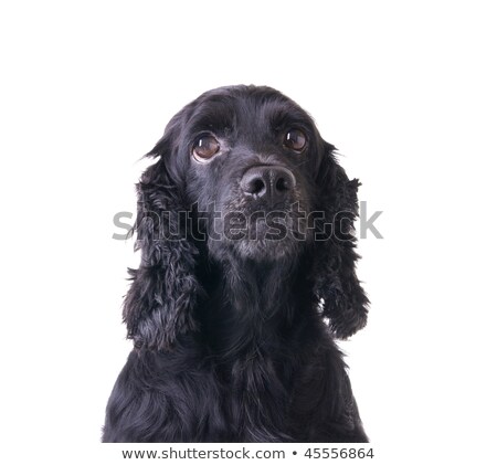 Foto stock: Cocker Spaneil