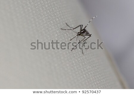 Stock foto: Siatische · Tigermücke · oder · Waldtagesmücke · Aedes · Albopictus · Stegomyia · Albopicta