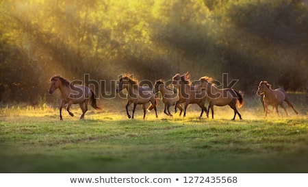 Stock photo: Herd Of Horses