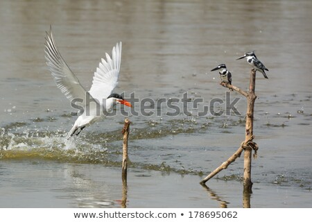 Stockfoto: Pied Kingfisher In Flight After A Dive