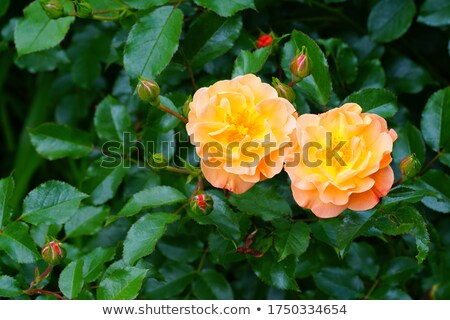 ストックフォト: Orange Rose Growing In The Garden