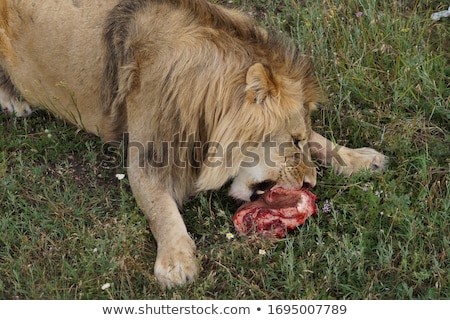 Сток-фото: Lions Feeding