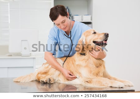 Foto stock: Veterinarian Examining A Cute Dog With A Stethoscope