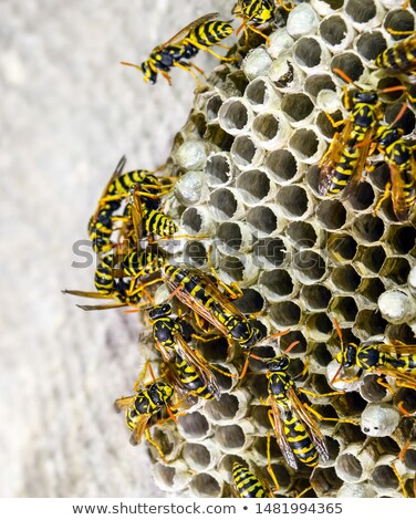 Сток-фото: Wasp Nest With Larvae And Eggs Macro