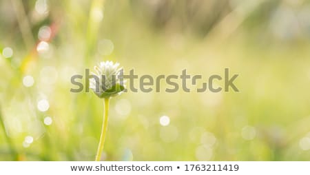 Stock photo: Soothing Background