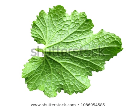 Stock fotó: Yellow Zucchini With Leaf And Flower Isolated On White Backgroun