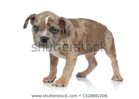 [[stock_photo]]: Shy American Bully Puppy Standing And Looking Curiously