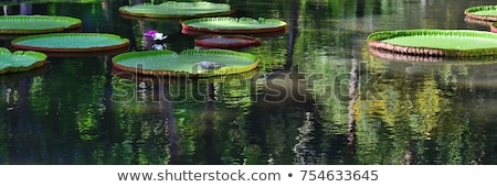 Foto d'archivio: Flower Of The Victoria Amazonica Or Victoria Regia The Largest Aquatic Plant In The World In The A