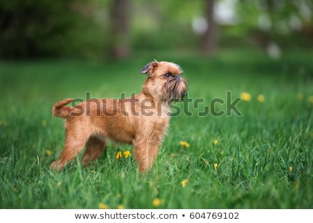 Stock photo: Portrait Of An Adorable Griffon Bruxellois