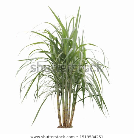 Stock foto: Sugar Cane Plant