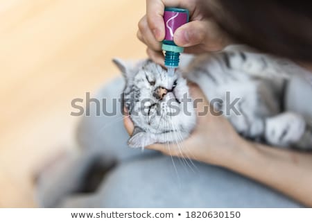 Zdjęcia stock: Cats In A Struggle