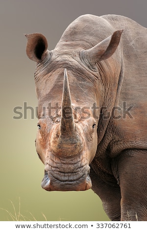 Stock fotó: White Rhino Portrait