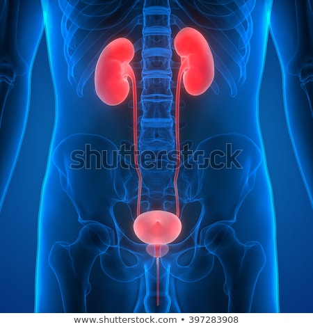 Stockfoto: Internal Organs - Urinary System