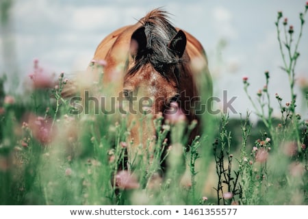 Stockfoto: Brown Mare Grazing In A Field