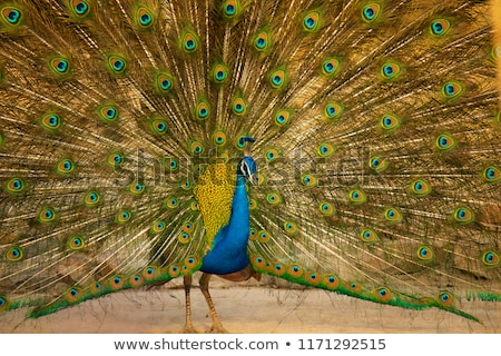 [[stock_photo]]: Tail Feathers Of Male Indian Peafowl Pavo Cristatus