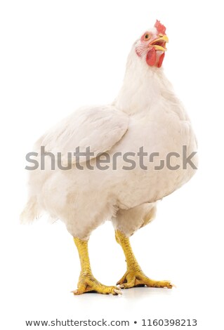 Foto stock: Big White Hen