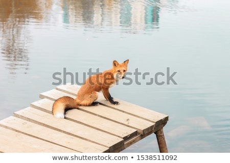 Stock photo: The Fox Near A Pond