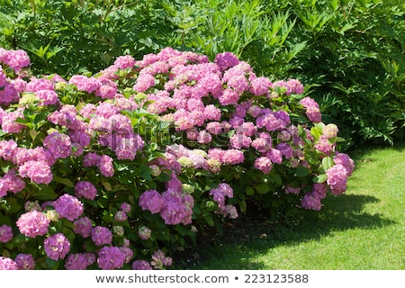 Foto d'archivio: Pink Hortensia Flowers