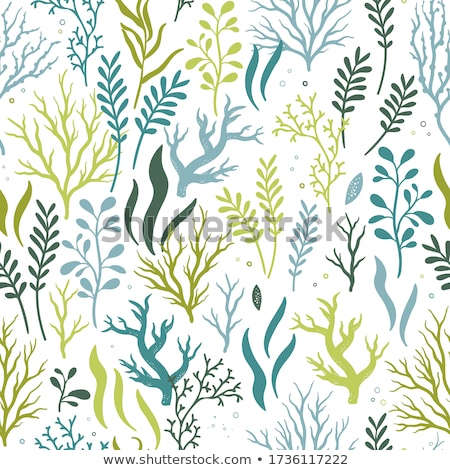 Stock foto: Tropical Leaf Seaweeds And Shell Banner Vector