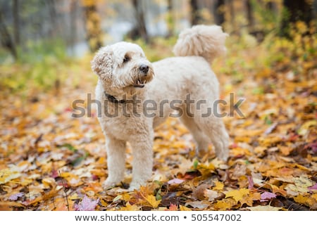 Happy Goldendoodle Dog Outside In Autumn Season Foto d'archivio © Lopolo