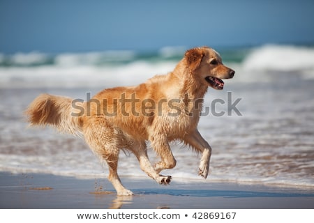 Foto stock: Olden · Retriever · animado · correndo · na · praia