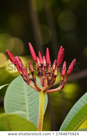 Foto stock: Plumeria Buds