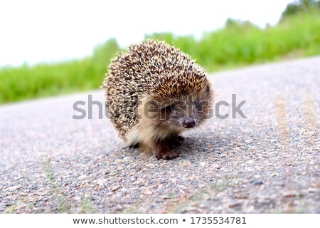 ストックフォト: Hedgehogs On The Road