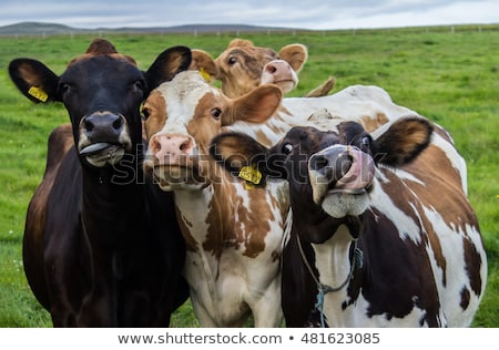 Сток-фото: мешные · коровы