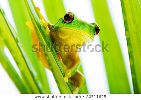 Zdjęcia stock: Small Green Tree Frog Holding On Palm Tree