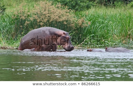 Waterside Scenery With Some Hippos Stock fotó © PRILL