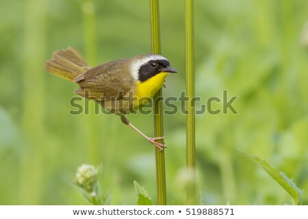 Stok fotoğraf: Male Common Yellowthroat