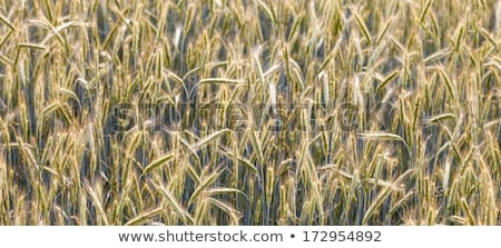 [[stock_photo]]: Corn Field With Spica And Structured Spear