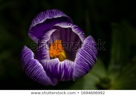 Stock photo: Purple Crocus Blossom