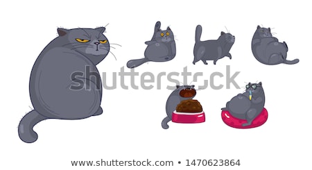 Stock photo: A Fat Gray Cat