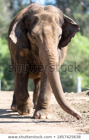 Stock fotó: An Elephant Walking Towards The Water