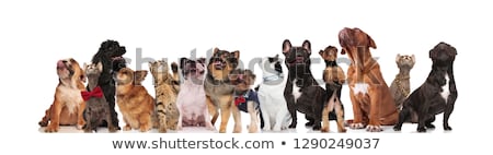 Foto stock: Curious Group Of Mixed Dogs With Bowties And Collars