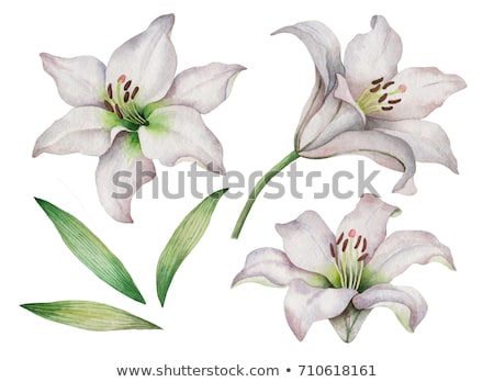 [[stock_photo]]: Lily