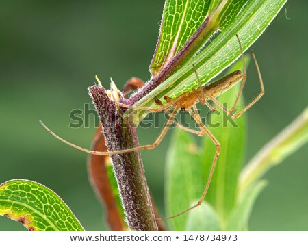 Stock photo: Long Jawed Orb Weaver Tetragnatha Laboriosa