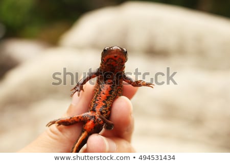 Foto stock: Fire Belly Newt